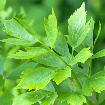 Herbarium Libeček Hmotnost: 50 g