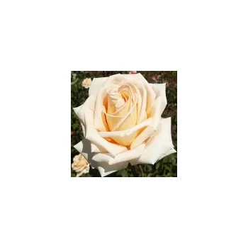 Sazenice Rosa hybr. (CH) Helenka 20/30 cm