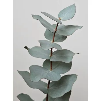 Plakát Plakát, Obraz - Close-up Of Eucalyptus Gunnii Leaves, Dexter