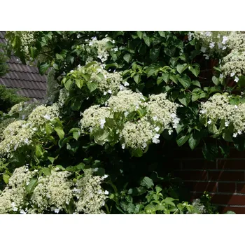 Sazenice Hydrangea petiolaris (h. anomala ) RP2L