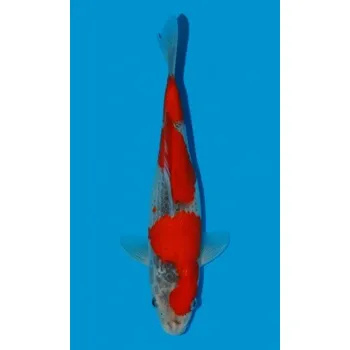 Krmivo pro rybičky HQ Goshiki JK 20180543