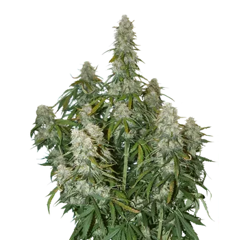 Semeno Skunk Seeds Big Bud Auto Balení: 1ks
