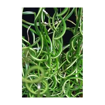 JUNCUS effusus "Spiralis"/Sitina rozkladitá