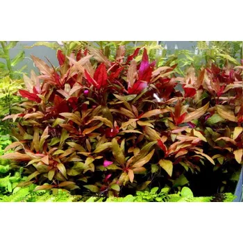 Akvaristika Alternanthera lilacina (Košíčková Ø 5,5 cm)