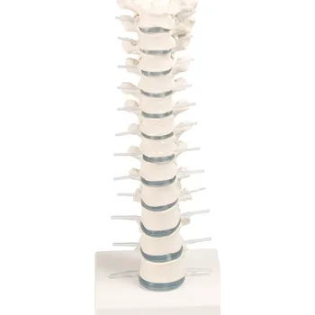 Hrudní páteř na podstavci