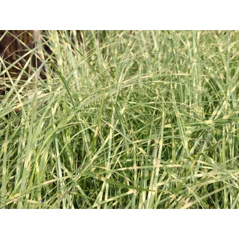 Sazenice Miscanthus sinensis Little Zebra