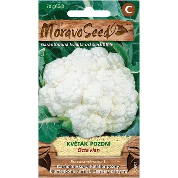 Semeno Moravoseed Květák pozdní Octavian 70 ks