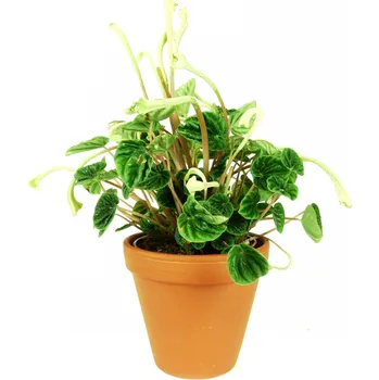 Gardners Peperomia caperata Lilian, průměr 12 cm Peperomie, pepřinec