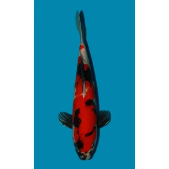 Krmivo pro rybičky HQ Showa Sanshoku JK 20210002