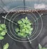 Opora na rostlinu Max HLPS1002C kruhová podpěra rostlin 30 x 90 cm