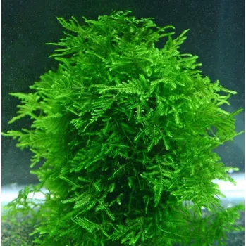 Akvaristika Peacock moss (Taxiphyllum sp.) (IN-VITRO Ø 7 cm)