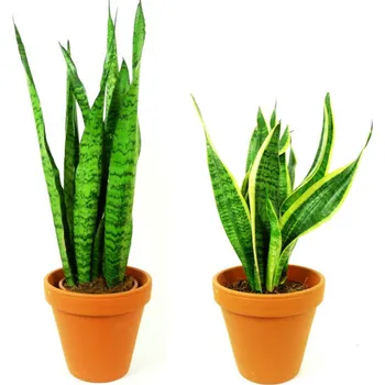 Gardners Set rostlin Duo Sansevieria Sanseveria, tchýnin jazyk, tenura