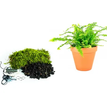 Bytová dekorace Gardners Kokedama "Vyrob si sám" Nephrolepis exaltata (L) Ledviník ztepilý