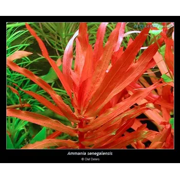 Akvaristika Ammania senegalensis Gold (Košíčková Ø 5,5 cm)