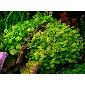 Dekorace do akvária Cardamine lyrata(Košíčková Ø 5,5 cm)