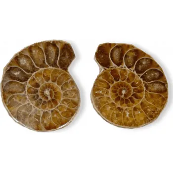 Milujeme Kameny Amonit - zkamenělina Malý 16770