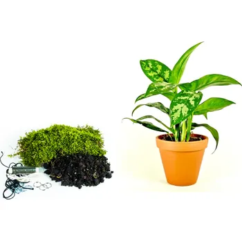 Bytová dekorace Gardners Kokedama "Vyrob si sám" Aglaonema Maria (L) Aglaonema, Spící panna