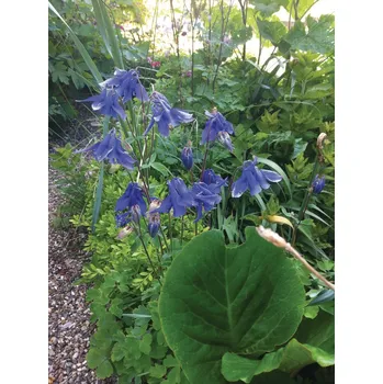 Semeno Aquilegia alpina Navy Blue, K9x9