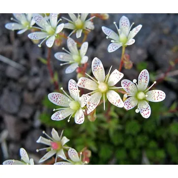 Sazenice Saxifraga bronchialis