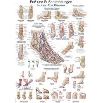Plakát Anatomický plakát Erler Zimmer - Noha a kotník 50 x 70 cm | DE, EN