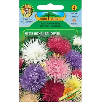 Pěstitelství Astra čínská nízká jehlicovitá, směs