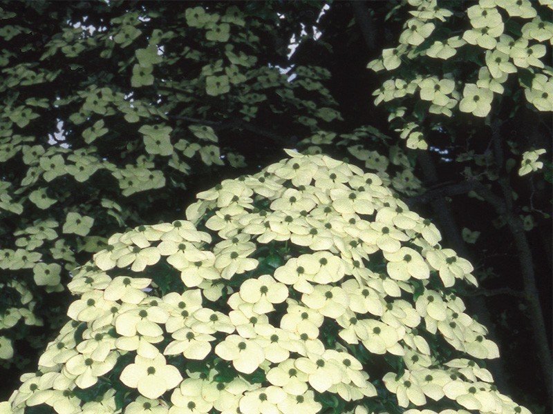 Cornus kousa var. chinensis C3L-v. 60-80CM