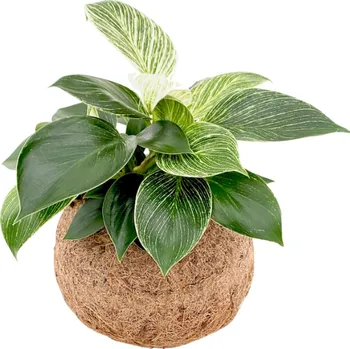 Kokodama Philodendron White Measure (S) Filodendron dekorace