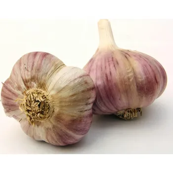 Sazenice Vilmorin Havran česnek sadbový 8 ks