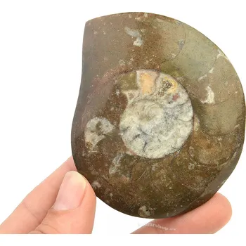 Přírodní kámen Zkamenělý amonit v hornině (Erfoud, Maroko) 86g