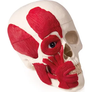 Erler Zimmer Lebka člověka se svaly