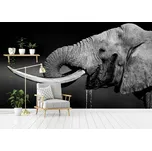 Malvis ® Tapeta Pijící slon Vel. (šířka x výška): 504 x 310 cm