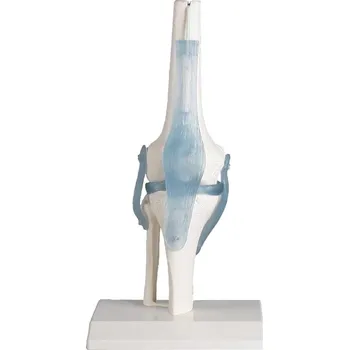 Erler Zimmer Kolenní kloub s vazy