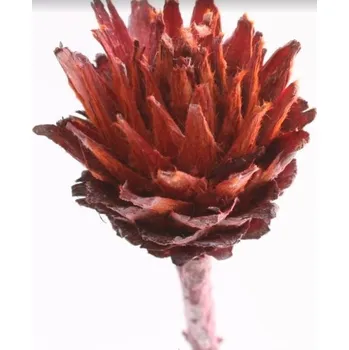 Sušené květiny Plumosum frosted color, 20 ks, červené