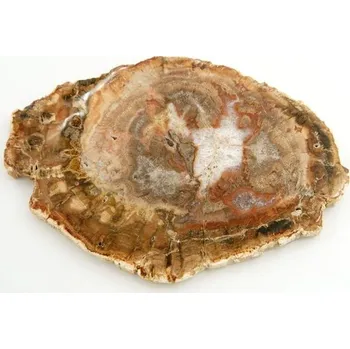 Sběratelství Zkamenělé dřevo 13,8 cm