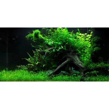 Akvárium Středně náročný Set akvarijních rostlin pro akvárium do 80-160 litrů (verze A)