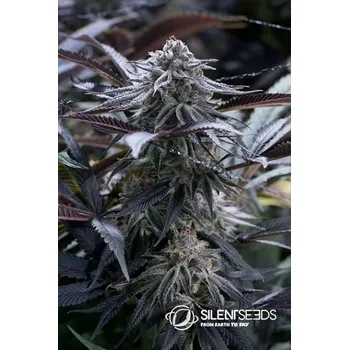 Semeno Silent Seeds Grape Juice feminized