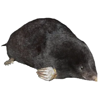 Preparát krtek obecný