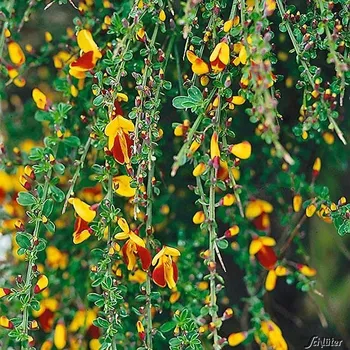 Sazenice Cytisus ´Andreanus Splendens´ 60 KM K5