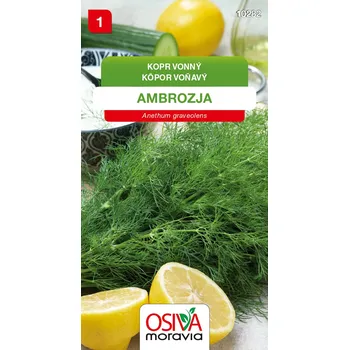 Semeno Kopr vonný - Ambrozja