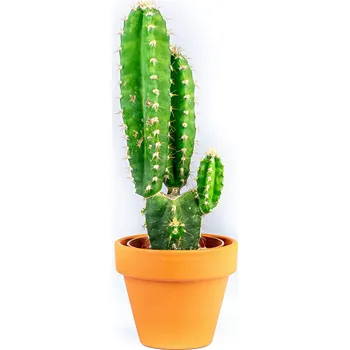 Gardners Cereus peruvianus mix, průměr 6 cm Kaktus