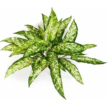 umělá květina Umělá rostlina Agaonema premium, 48cm