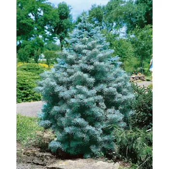 Sazenice Abies concolor 'Compacta' C5L, v. 15-20 cm