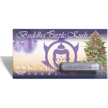 Semeno Buddha Purple Kush fem. NO AUTO (balení 50)