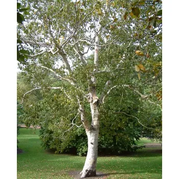 Sazenice Betula pendula 'Spider Alley' C7,5l, v. KM 100 cm