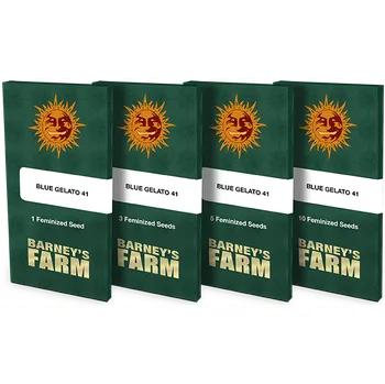 Semeno Barneys Farm Blue Gelato 41™ Počet ks Feminizované: 3