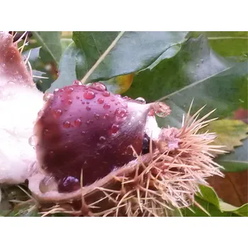 Sazenice školky Francie ZLATÁ TROJICE 1 - (3ks) - MARIGOULE-MARSOL - MARAVAL ( dovoz Francie) - jedlé kaštany kořeny: prostokořenný