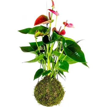 Gardners Kokedama Anthurium andraeanum červená (L) Anturie, toulitka, prasečí ocásek