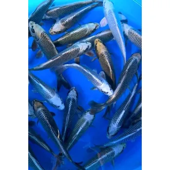 Krmivo pro rybičky HQ Silver / Golden Kabuto ... JK 2023TIK