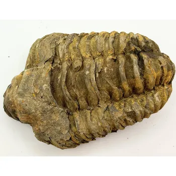 Magieprirody.cz Fosilie Trilobit Calymene Flexicalymene 80 mm #286