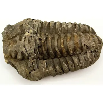 Magieprirody.cz Fosilie Trilobit Calymene Flexicalymene 80 mm #301